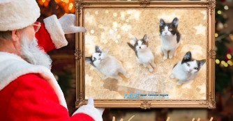 Weihnachtswunschzettel unserer Katzen