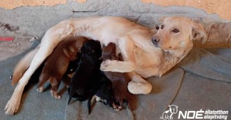 Hundefamilie jetzt in Sicherheit
