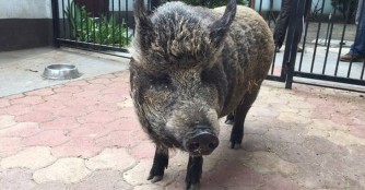 Schwein muss man haben :)