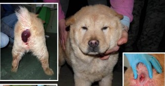 Chow-Chow Rektor in der Tierklinik
