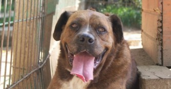 Hund der Woche: Shrek