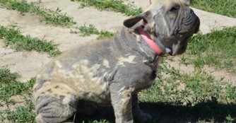 T&uuml;ske, der kleine Optimist :)