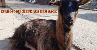 Ein Paar Eindr&uuml;cke aus NO&Eacute;