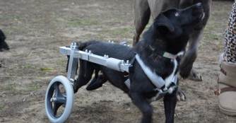 Ein Rollie f&uuml;r Ada!