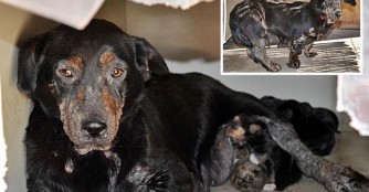 Hautkranke H&uuml;ndin mit ihren Welpen in unserer Obhut