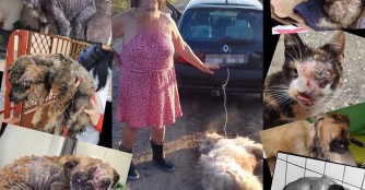 Wir verlangen h&auml;rtere Strafen f&uuml;r Tierqu&auml;lerei