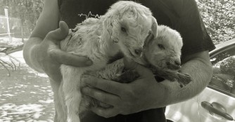 Zwei Zicklein einfach weggeworfen :(