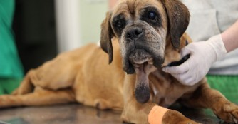 Notoperation bei Boxeromi Antik