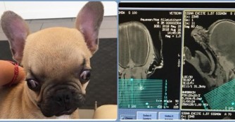 Aquaman der WunderBully