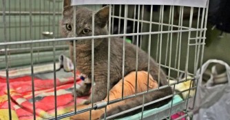 Kleiner Kater Archibald wurde vom Auto angefahren