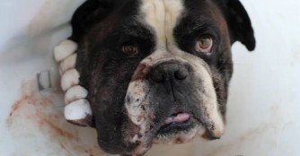 Argo hatte eine Gesichtsoperation