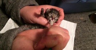 Sorge um 4 Waisenk&auml;tzchen