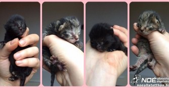 8 Waisenk&auml;tzchen innerhalb weniger Wochen!