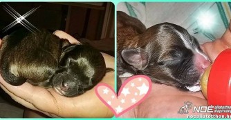 Zwei Hundababies in der M&uuml;lltonne entsorgt!