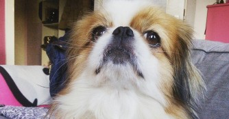 Bailey hat seine Familie gefunden!