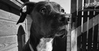 Barba Mama hat es leider nicht geschafft :(