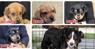 Die Berni Familie w&auml;chst heran!