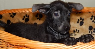 Die Verwandlung von Betmenke :)