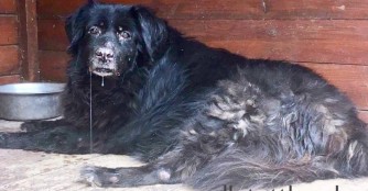 Bobek kam nach 12 Jahren wieder in unsere Obhut