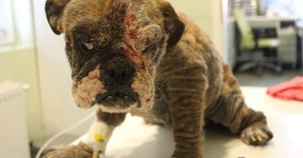 Aufl&ouml;sung eines Vermehrerbestandes in Ny&iacute;rbog&aacute;t