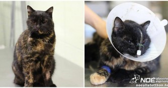 Bolyci muss &uuml;ber eine Magensonde ern&auml;hrt werden