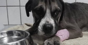 Bors&oacute; hat es nicht geschafft :(