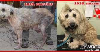 Borzi hat sich so toll entwickelt! 