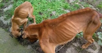 Boxer-Rettungseinsatz in R&aacute;k&oacute;czifalva