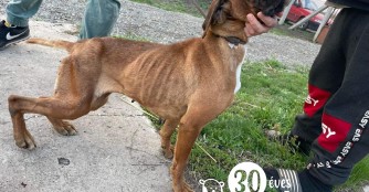 Boxerh&uuml;ndin Zengő w&auml;re fast verhungert!