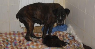 Boxerh&uuml;ndin mit 5 Welpen gerettet!