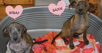 Bűb&aacute;j und B&aacute;jos bekommen jetzt Hilfe