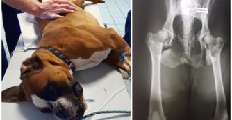 Boxerr&uuml;de Butch wurde vom Zug angefahren!