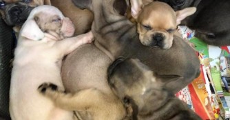 Welpenschmuggler mit 18 Hunden gefasst!