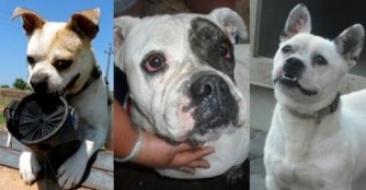  Auch unsere beinahe Bulldoggen hoffen auf eine eigene Familie! 