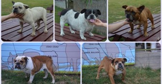 F&uuml;nf neue Bulldoggen in unserer Obhut