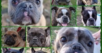 Unsere Bullys warten auf ihr Weihnachtswunder