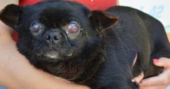 Bullet, den keiner haben wollte...