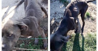 Cane Corso R&uuml;de aus schlechter Haltung gerettet