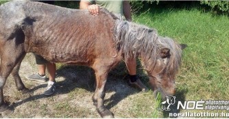 Ponystute C&eacute;rna wurde einfach liegen gelassen!