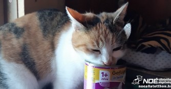 Wir brauchen Dosenfutter f&uuml;r unsere Samtpfoten!