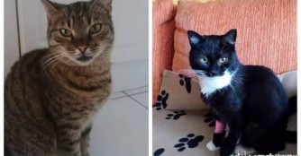 Mija und Cupido brauchen Renal Futter