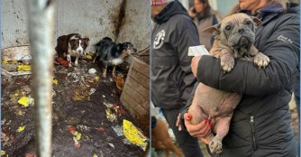 F&uuml;nf Wochen im ungarischen Tierschutz