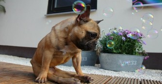 Cookie der kleine Gl&uuml;ckspilz