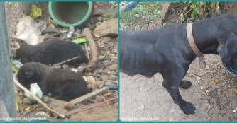 10 Cane Corsi auf einen Schlag!