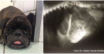 Boxer Csalam&aacute;d&eacute; musste notoperiert werden