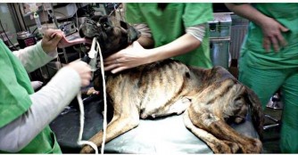 Csalam&aacute;d&eacute; erneut in Lebensgefahr! 