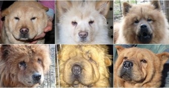 Chow-Chow Invasion im NOAH Tierheim Ungarn