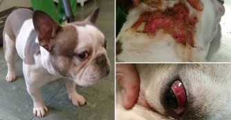 Csepeli Csabi, unser neuestser Frenchie