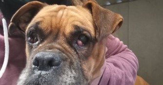 Cser&eacute;p hat eine gro&szlig;e Augen-OP hinter sich