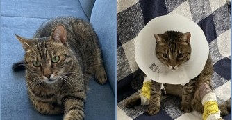 Csicsa wurden die Implantate entfernt